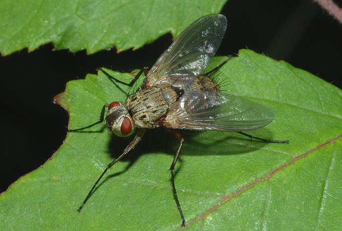 Muscidae cf - da det:.